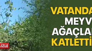 Vatandaşın meyve ağaçlarını katlettiler!